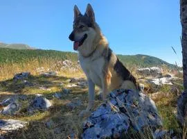 La tana del lupo Pet Free