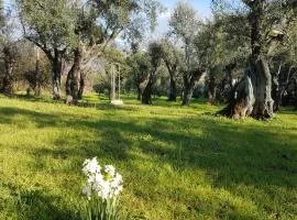 Antico Uliveto