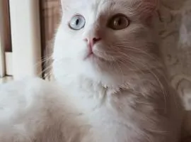 The white cat