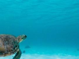 Agape, готель у місті Полікоро