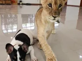 lion resort & cafe