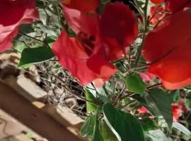 Casa bougainville