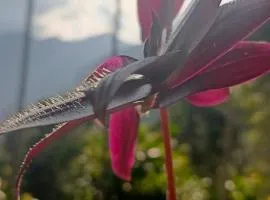 Wild cassia babarakanda