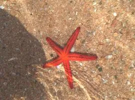 San Teodoro 2