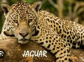 Pacífico Jaguar Antigua