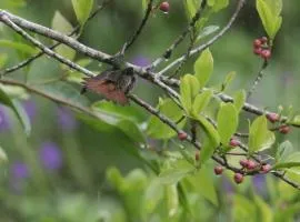 Aves de Tierras Altas