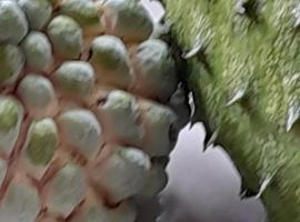 Jamaica Villa Sweetsop & Tours, hotel que aceita pets em Montego Bay