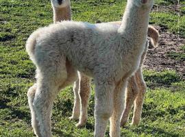 Bauernhof Glamping mit Alpakas und Ziegen，Thalm&auml;ssing的豪華露營地點