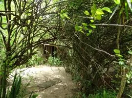Jungle House
