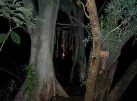Klein Eden Forest