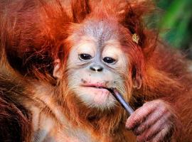 JUNGLE LIFE GUEST HOUSE - Trekking & Transport Only Book With Us，武吉拉旺的民宿