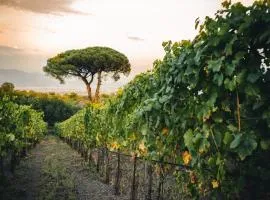 Vigna delle Rose