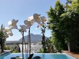 African Violet - Terraces