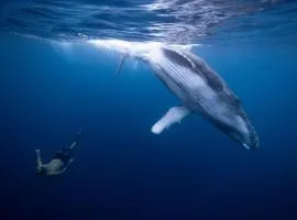 Maui Homestay Vue Océan Exceptionnelle & Baleines en Saison