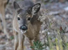 Seacrest Townhomes 7 - Sol and Sea