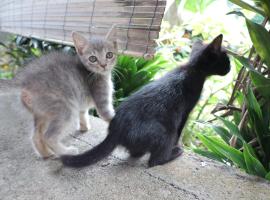 Chrisma Bed and Breakfast, hotel in Tomohon