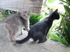 Chrisma Bed and Breakfast