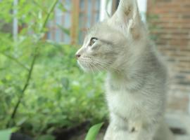 Chrisma Bed and Breakfast, hotel s parkováním v destinaci Tomohon