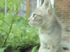 Chrisma Bed and Breakfast