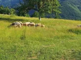 Gazdinstvo Moracanin