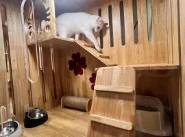 cat hotel hatyai cat only