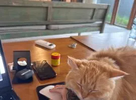 Spacious Family Home & Office Canggu, stay with cats