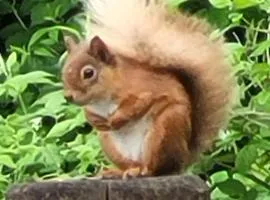 Squirrels Wood Lodge, nr Glencoe, dog friendly