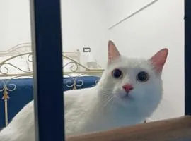 The white cat