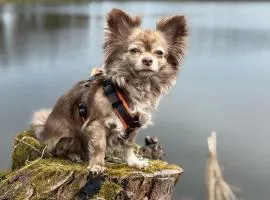 Hundeurlaub im Tiny House im Wald
