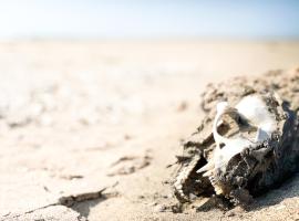 Skeleton Beach Backpackers