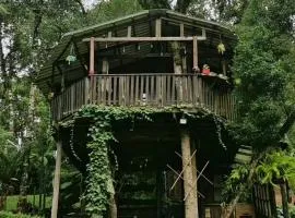 Casa Na Árvore