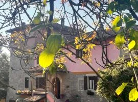 B&B Camelia
