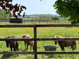 Le petit paddock