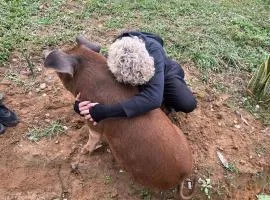 The Farm - Nguyen Shack