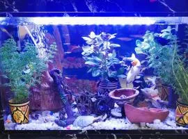 Palm Grove Apartment