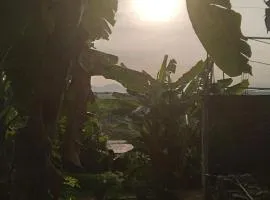 Banana Cabin