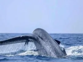 Trinco RKR Adventure Sea Tours