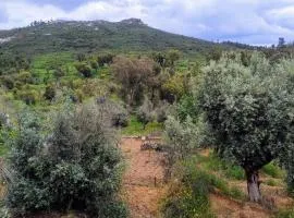 Alegria rustica 2 Rustic happiness