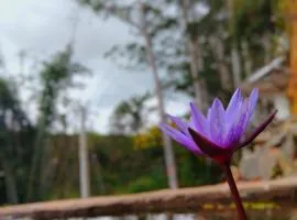 Nine arch home stay