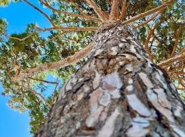 Pinohaus, hotel in Ladispoli