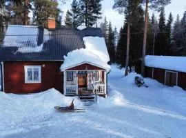 House Arctic Wolf