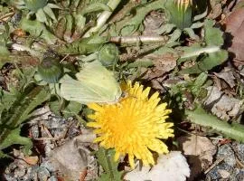 Valajärvi-28 Hämeenlinna