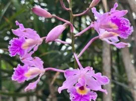 Casita Orquidea