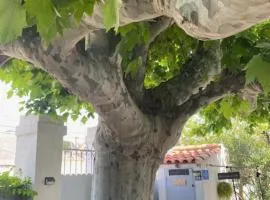A l'ombre du platane