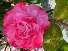 La Camelia holiday house, Hotel in Bracelli