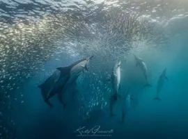 Waves of Mercy