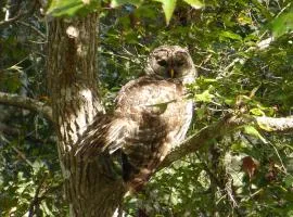 Wise Owl Retreat on the River