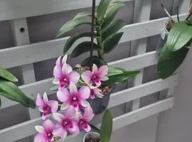 Cantinho das Orquídeas!