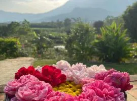 Kame Healing Garden