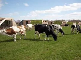Koe in de Kost